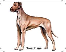  Great Dane Dog Air Freshener | My Air Freshener